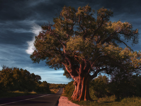 Strasse und Baum